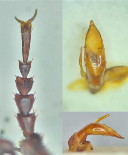 Sphodropsis ghilianii
